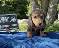 Russian pol, a male Miniature Dachshund for sale in Oneonta, NY – 3 of 9