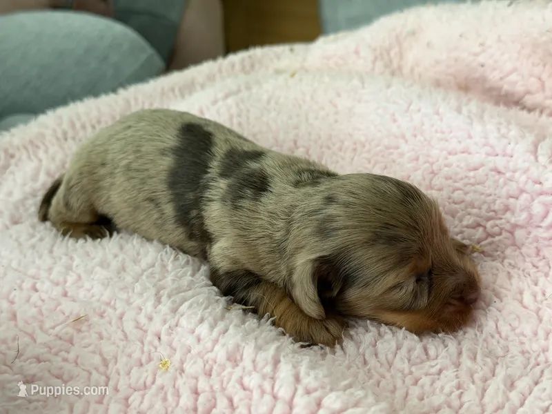Champion bred Russian dapple lh – Miniature Dachshund puppy for sale in Oneonta, NY