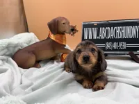 Pick of the litter Russian AKC , a male Miniature Dachshund for sale in Oneonta, NY – 3 of 10
