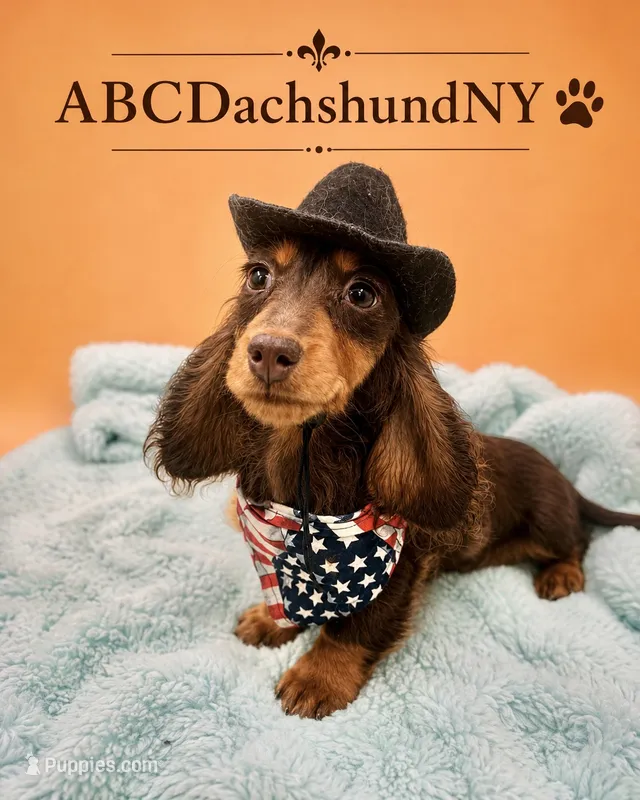 Russian akc – Miniature Dachshund puppy for sale in Oneonta, NY