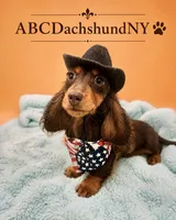 Russian akc, a male Miniature Dachshund for sale in Oneonta, NY – 1 of 2