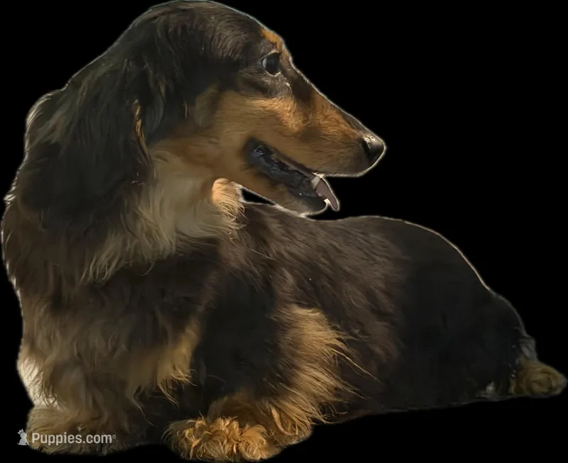 Show girl out of GCH CH Import line – Dachshund, Miniature Dachshund puppy for sale in Oneonta, NY