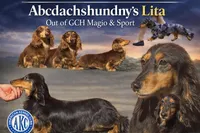 Show girl out of GCH CH Import line, a female Dachshund and Miniature Dachshund for sale in Oneonta, NY – Photo 3 of 5