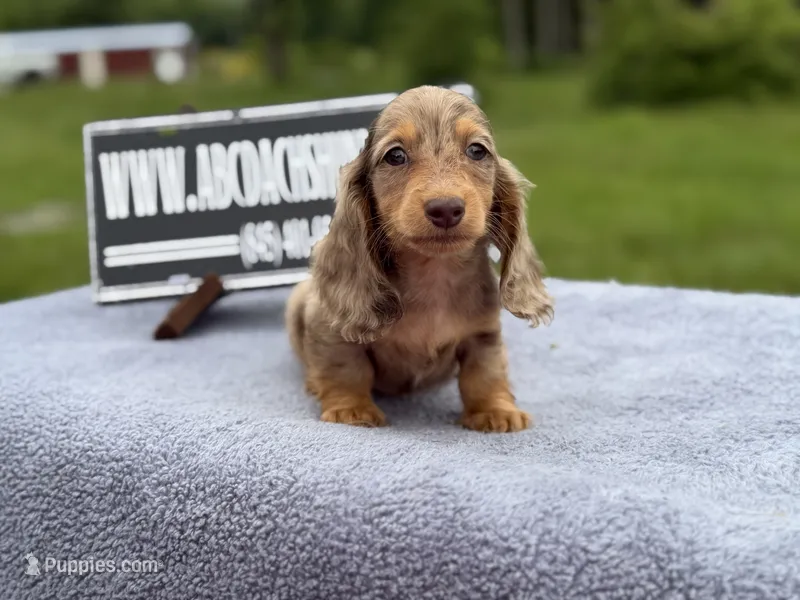 Ch Russian line – Miniature Dachshund puppy for sale in Oneonta, NY