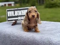 Ch Russian line, a male Miniature Dachshund for sale in Oneonta, NY – 1 of 10