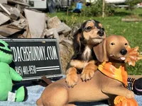Russian, a male Miniature Dachshund for sale in Oneonta, NY – 2 of 7