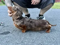 Full Russian pra Clear AKC Show, a male Miniature Dachshund for sale in Oneonta, NY – 4 of 7