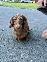 Full Russian pra Clear AKC Show, a male Miniature Dachshund for sale in Oneonta, NY – 3 of 7