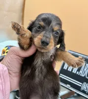 Russian AKC , a female Miniature Dachshund for sale in Oneonta, NY – 4 of 8