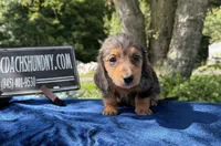 Russian pol, a male Miniature Dachshund for sale in Oneonta, NY – 4 of 9