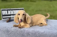 Eng Cream, a male Miniature Dachshund for sale in Oneonta, NY – 10 of 10