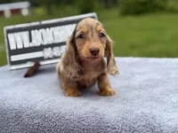 Ch Russian line, a male Miniature Dachshund for sale in Oneonta, NY – 8 of 10