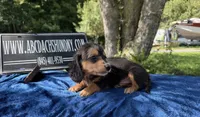 Russian, a male Miniature Dachshund for sale in Oneonta, NY – 3 of 5