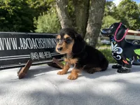 Russian, a female Miniature Dachshund for sale in Oneonta, NY – 5 of 8