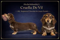 Choc & Cream AKC pra Clear, a female Miniature Dachshund for sale in Oneonta, NY – 2 of 8