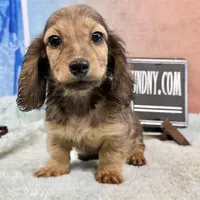 Import Carrie’s ee cream, a male Miniature Dachshund for sale in Oneonta, NY – Photo 1 of 7