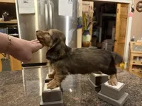 Import cream, a male Miniature Dachshund for sale in Oneonta, NY – Photo 2 of 10