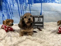Import cream, a male Miniature Dachshund for sale in Oneonta, NY – Photo 9 of 10