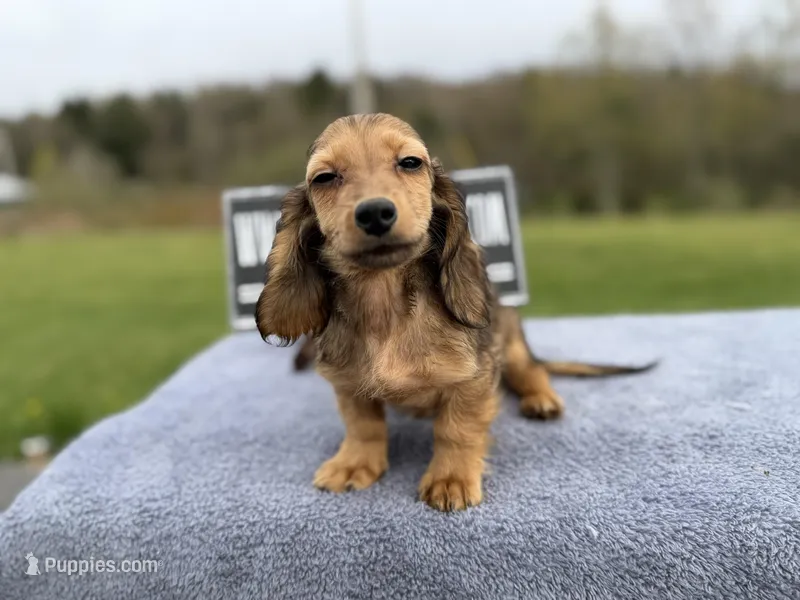 Import Carrie’s ee cream – Miniature Dachshund puppy for sale in Oneonta, NY