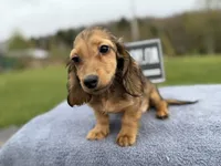 Import Carrie’s ee cream, a male Miniature Dachshund for sale in Oneonta, NY – 6 of 10