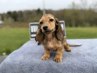Import Carrie’s ee cream, a male Miniature Dachshund for sale in Oneonta, NY – 9 of 10