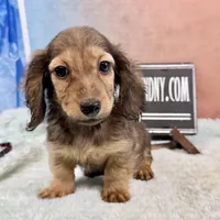 Import Carrie’s ee cream, a male Miniature Dachshund for sale in Oneonta, NY – Photo 4 of 7