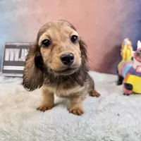 Import Carrie’s ee cream, a male Miniature Dachshund for sale in Oneonta, NY – Photo 7 of 7