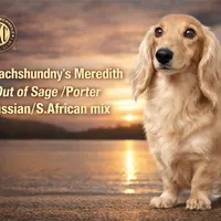 Import Carrie’s ee cream, a male Miniature Dachshund for sale in Oneonta, NY – Photo 3 of 7