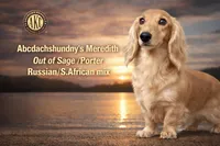 Import cream, a male Miniature Dachshund for sale in Oneonta, NY – Photo 7 of 10