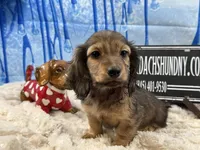 Import cream, a male Miniature Dachshund for sale in Oneonta, NY – Photo 1 of 10