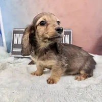 Import Carrie’s ee cream, a male Miniature Dachshund for sale in Oneonta, NY – Photo 6 of 7