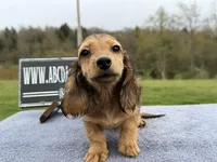 Import Carrie’s ee cream, a male Miniature Dachshund for sale in Oneonta, NY – 10 of 10