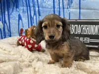Import cream, a male Miniature Dachshund for sale in Oneonta, NY – Photo 10 of 10