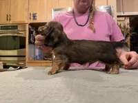 Import cream, a male Miniature Dachshund for sale in Oneonta, NY – Photo 5 of 10