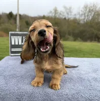 Import Carrie’s ee cream, a male Miniature Dachshund for sale in Oneonta, NY – 4 of 10