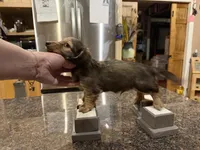 Import cream, a male Miniature Dachshund for sale in Oneonta, NY – Photo 4 of 10