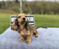Import Carrie’s ee cream, a male Miniature Dachshund for sale in Oneonta, NY – 7 of 10