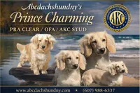 Import cream, a male Miniature Dachshund for sale in Oneonta, NY – Photo 3 of 10