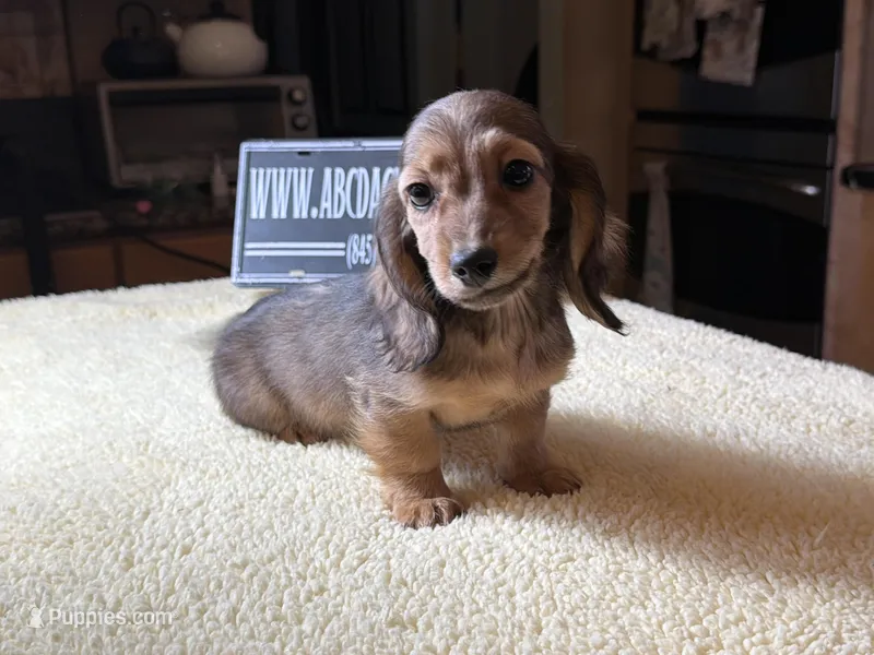 Import Carrie’s ee cream – Miniature Dachshund puppy for sale in Oneonta, NY