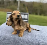 Import Carrie’s ee cream, a male Miniature Dachshund for sale in Oneonta, NY – 8 of 10