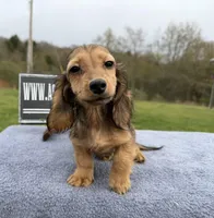 Import Carrie’s ee cream, a male Miniature Dachshund for sale in Oneonta, NY – 5 of 10
