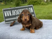 Ch Russian, a male Miniature Dachshund for sale in Oneonta, NY – 9 of 10
