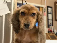 2 blue eyes russian, a male Miniature Dachshund for sale in Oneonta, NY – 5 of 10