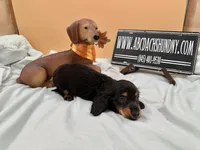 Russian AKC LH, a male Miniature Dachshund for sale in Oneonta, NY – 4 of 9