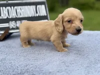 AKC S.African, a male Miniature Dachshund for sale in Oneonta, NY – 4 of 10