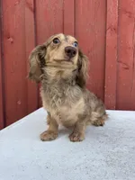 Choc cream Dapple AKC blue eye!!!, a male Miniature Dachshund for sale in Oneonta, NY – 3 of 10