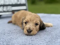 Dapple boy, a male Miniature Dachshund for sale in Oneonta, NY – 3 of 10
