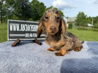 AKC Russian , a male Miniature Dachshund for sale in Oneonta, NY – 9 of 10