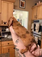 Russian smooth red dapple, a male Dachshund for sale in Oneonta, NY – 6 of 6