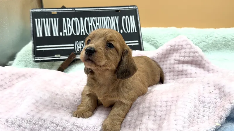 Dapple Russian akc – Miniature Dachshund puppy for sale in Oneonta, NY